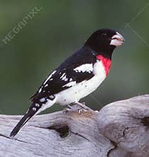 Adult male Rose Breasted Grosbeak