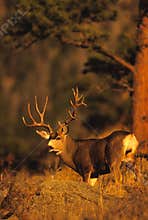 Mule Deer Buck in Pines