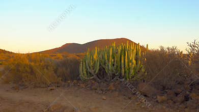 Desert with cacti at sundown