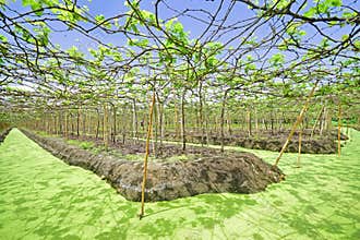 Floating Vineyard in Samut Sakhon Province, Thailand