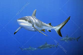 Sharks