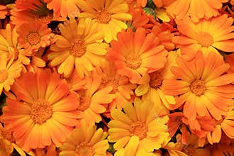 Calendula