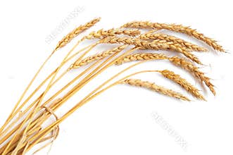 Wheat ears