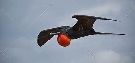 Magnificent Frigatebird