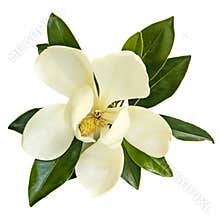 Magnolia Flower Top View Isolated on White