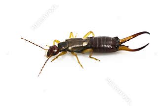 Male Earwig