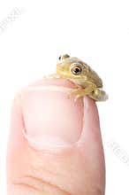 Frog on Thumb