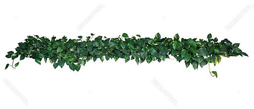 Heart-shaped green yellow variegated leaves of devil`s ivy or go