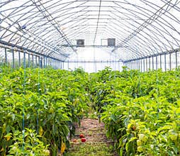 Greenhouse vegetables in spring, summer