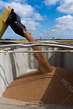 Unloading Grain