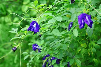 Butterfly pea flower