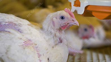 A close-up view on a single white broiler chicken.
