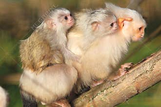 Silvery marmoset family