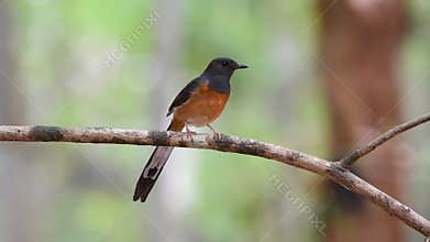 Bird (white-rumped shama) on tree in a nature wild