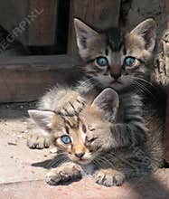 Kitten