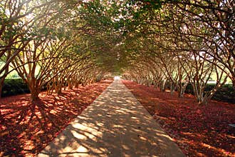 Tree-covered driveway