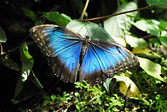 Costa Rica, Central America- Beautiful Blue Morpho Butterfly