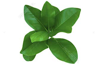 Magnolia Foliage