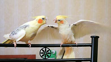Cockatiel birds arguing