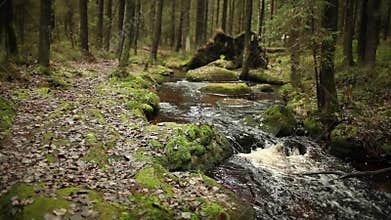 Path by the forest stream