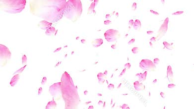 Falling pink rose petals. Valentine slow motion HD animation, close up over white background.