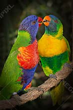 Affectionate Lorikeets