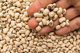 Black Eyed Pea legume. Person with grains in hand. Macro. Whole
