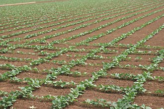 Bean Field Pattern