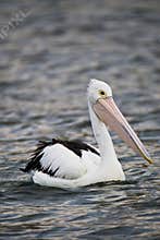 Pelican Swimming