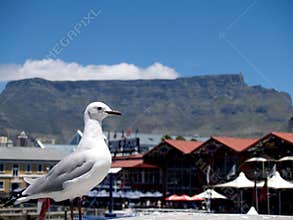 Seagull with table mountain behind