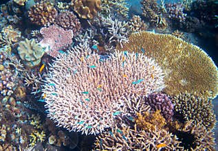 Underwater landscape with coral reef and tropical fish. Pink coral undersea photo.