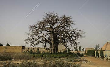 Baobab tree Adansonia digitata in urban area Burkina Faso