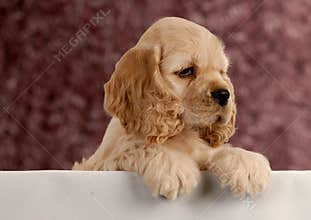 Cute puppy with paws up