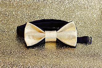 A festive golden with a black bow tie on a gold background.