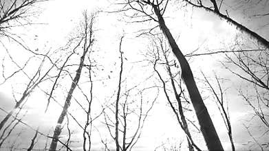 Lightning storm in a forest