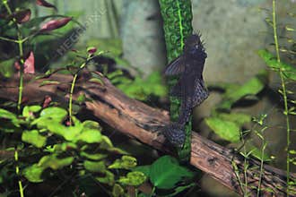 Jumbie teta bristle-nosed plec
