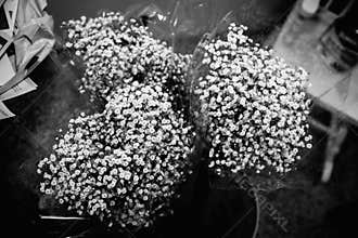 Bouquets of baby`s breath in black and white.