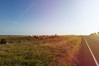 Horses in a ranch along a farm road in rural Texas at sunset, USA