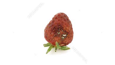 Strawberry rotting