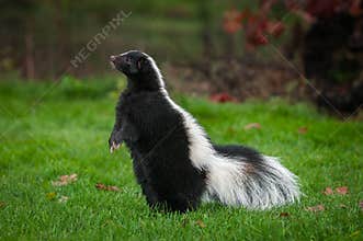 Striped Skunk Mephitis mephitis Stands Up to Left