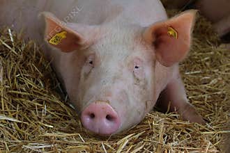 Novi Sad, Serbia, 20.05.2018 Fair, one pig