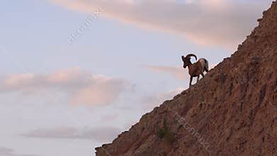 Wild Animal High Desert Bighorn Sheep Male Ram High Ridge