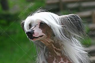 The Chinese Crested Dog
