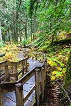 Giant Cedars Boardwalk at Mount Revelstoke in British Columbia