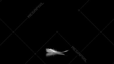 White feather falling against black background