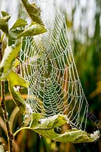 Spider Web With Morning Dew Drops