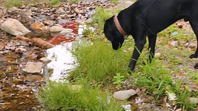 Black dog eating grass, domestic pets, keeping animals outside, random bred