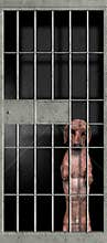 Funny Bad Naughty Dog, Jail, Dachshund