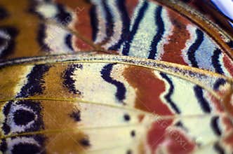 Macro photo of a butterfly wing
