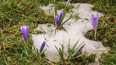 Snow melting and crocus flower blooming in spring time lapse